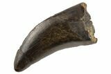 Serrated Tyrannosaur Tooth - Judith River Formation #194348-1